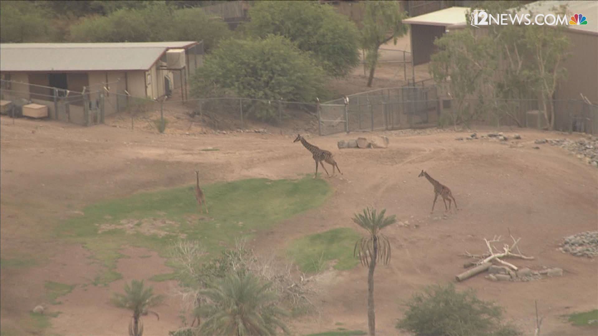 Sky 12 was over the Phoenix Zoo today and caught the giraffes having a little fun in the partly-cloudy sun. You can see some of them running around in their enclosure getting a little exercise and seemingly enjoying their day.