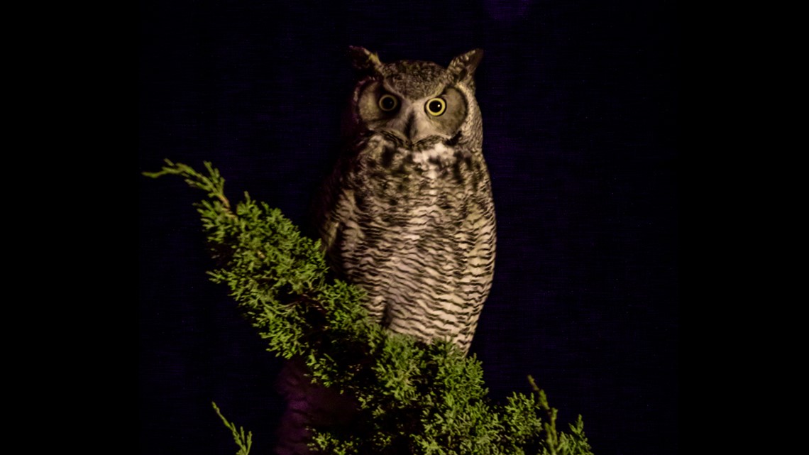 Superb Siberian eagle owl! : r/Superbowl