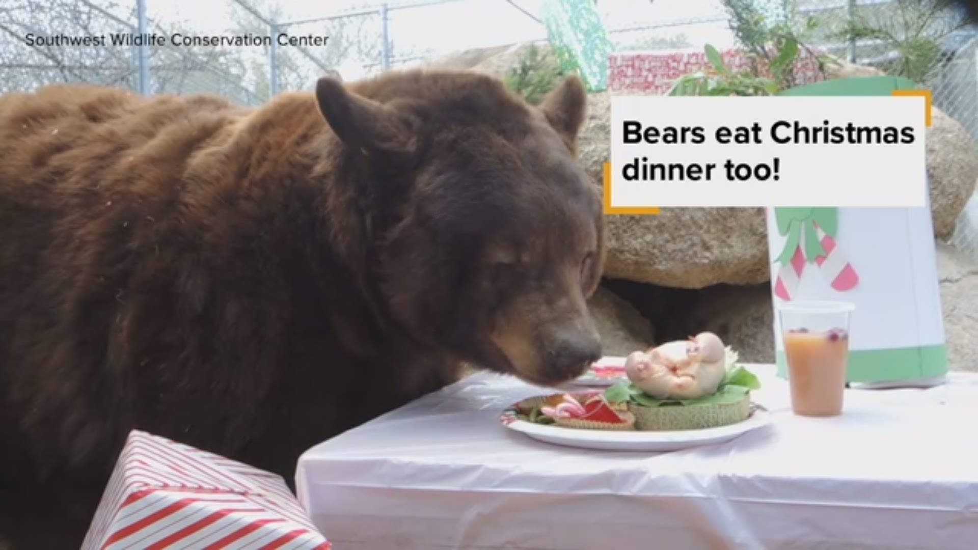 Southwest Wildlife Conservation Center provided the three black bears, Griz, Tahoe and Igasho, with candy canes, Christmas stockings, milk and cookies, presents and a Cornish game hen.