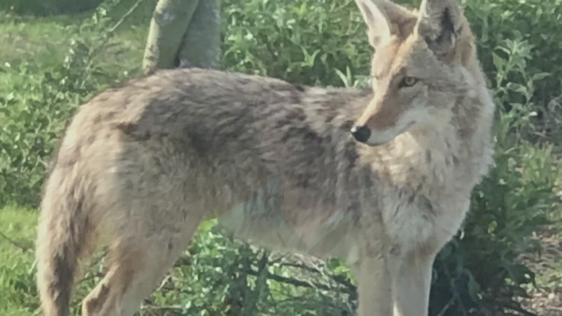 Coyote sightings are increasing in some neighborhoods, officials said. 