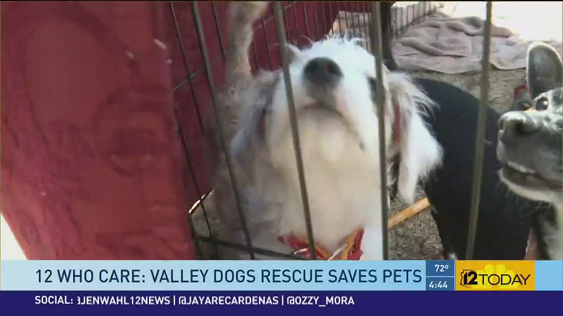 Valley Dogs Rescue it the April 12 Who Care Honoree.