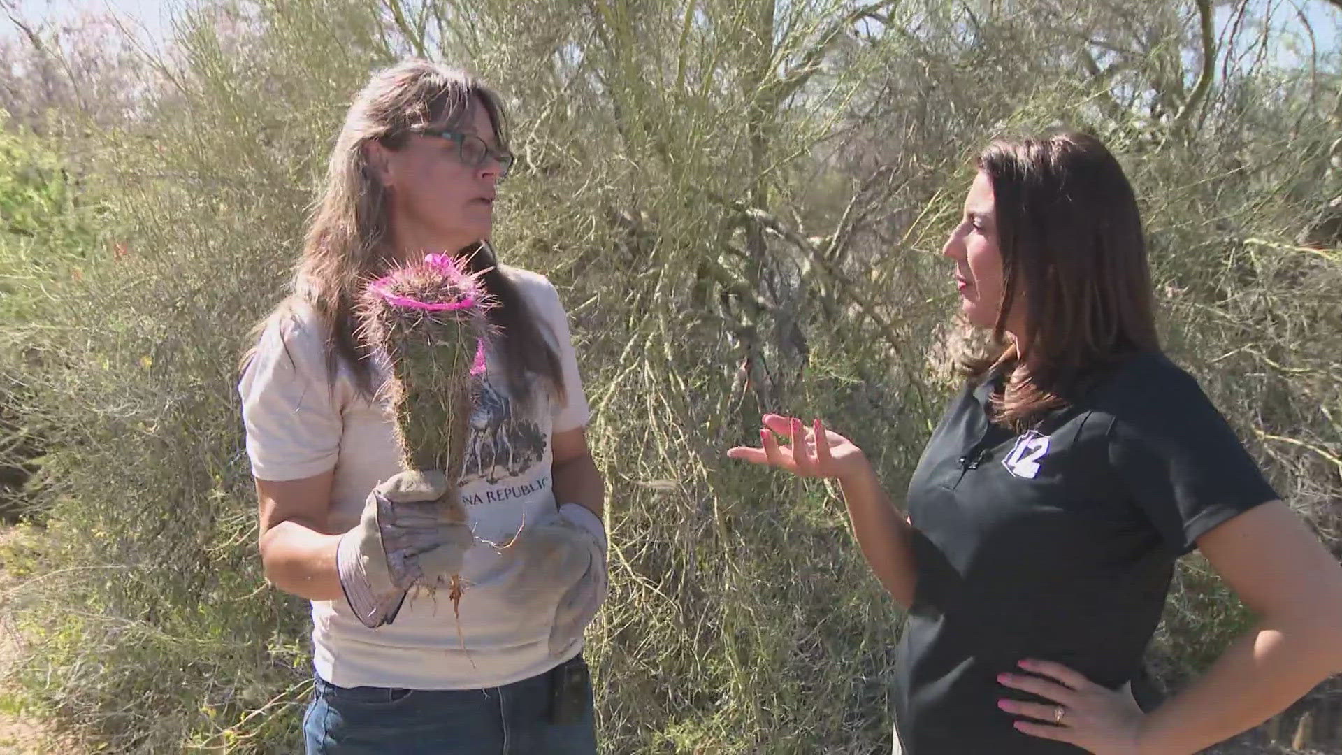 She may be an engineer by trade, but Jenny Vitale has another passion: cactus rescue.
