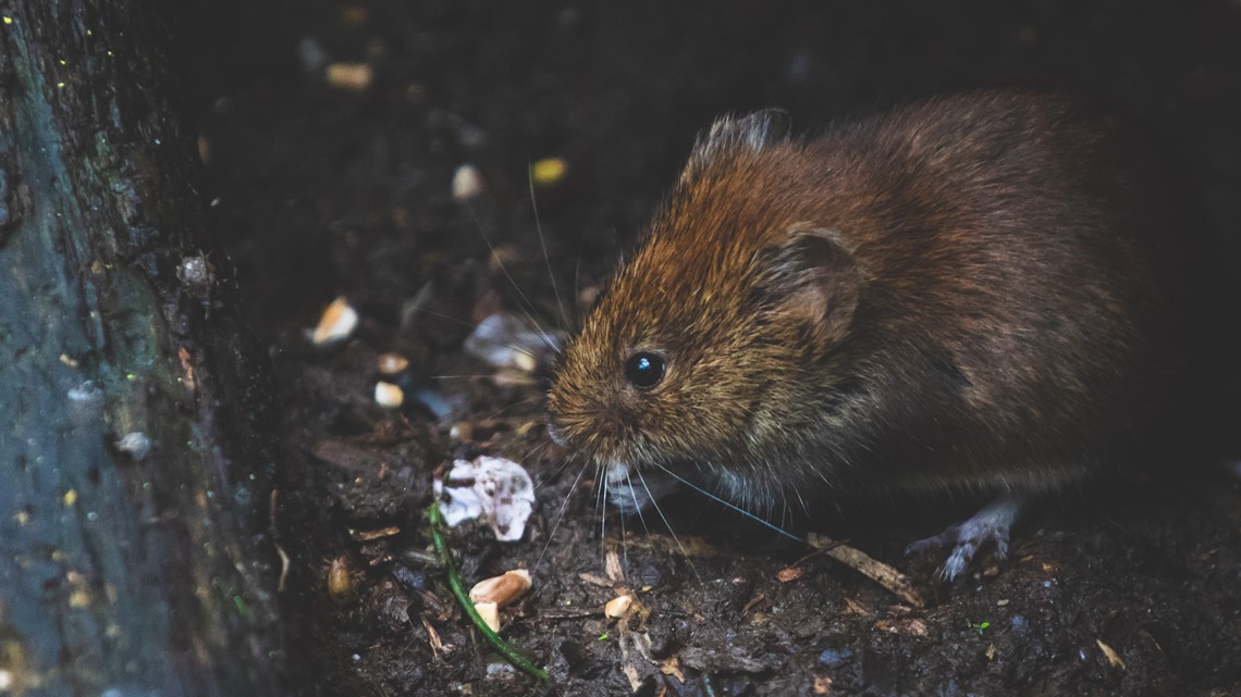 Citrus grown during Arizona winters could lead to rats invading your