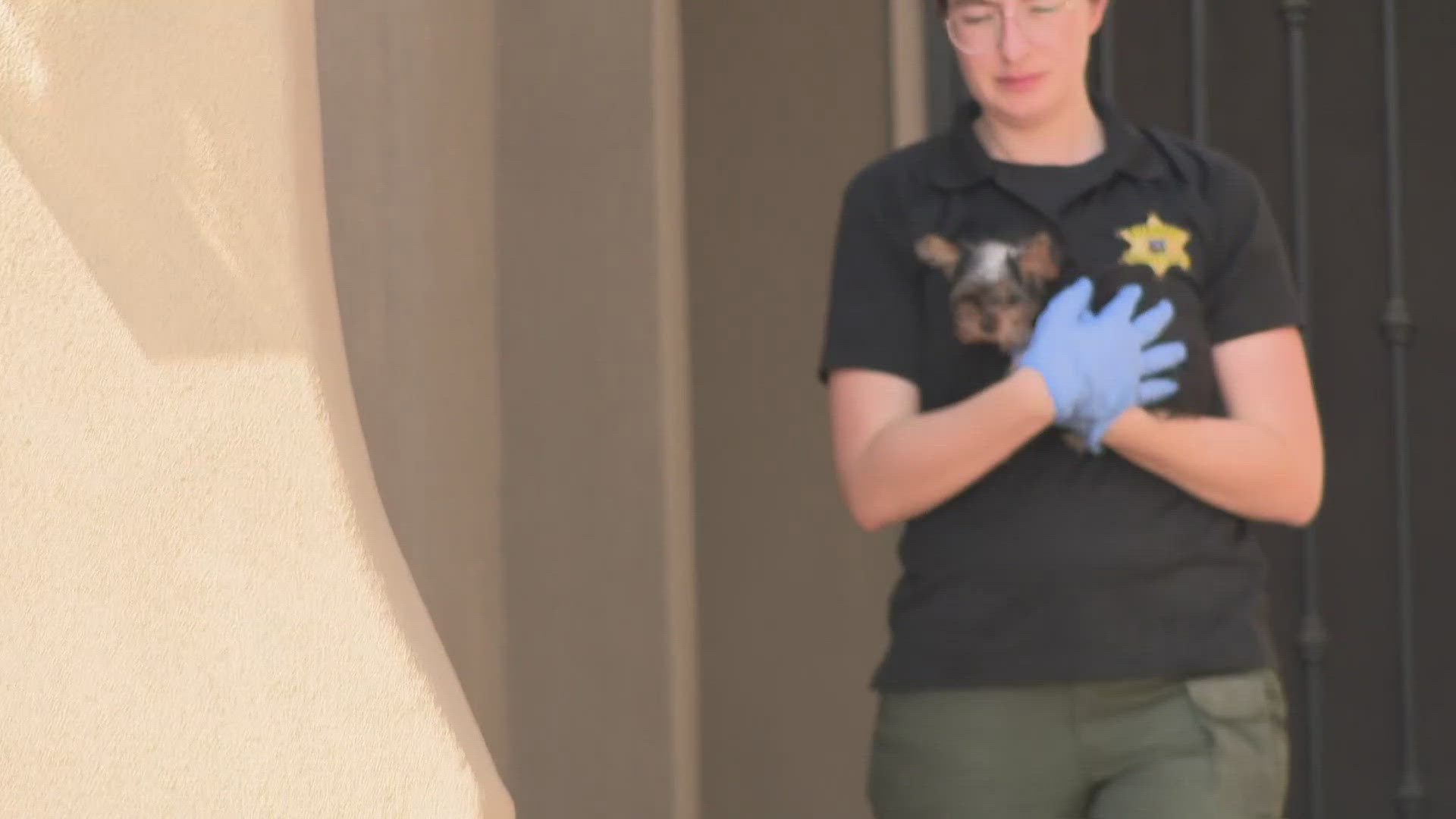 MCSO rescued more than 70 dogs from a home in Litchfield Park on Tuesday, and many people are wondering if they can give the pups a loving home. 