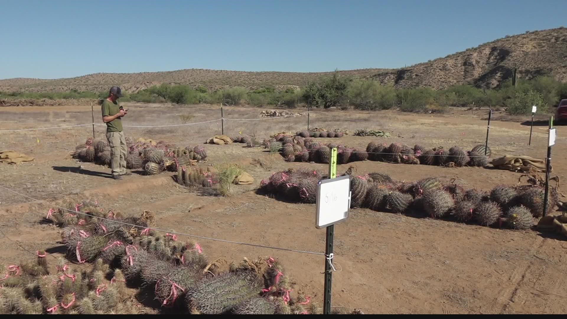 Thanks to a donation from the Arizona Lottery, conservationists have a saguaro rescue nursery to try and rehabilitate the saguaros that burn in wildfires.