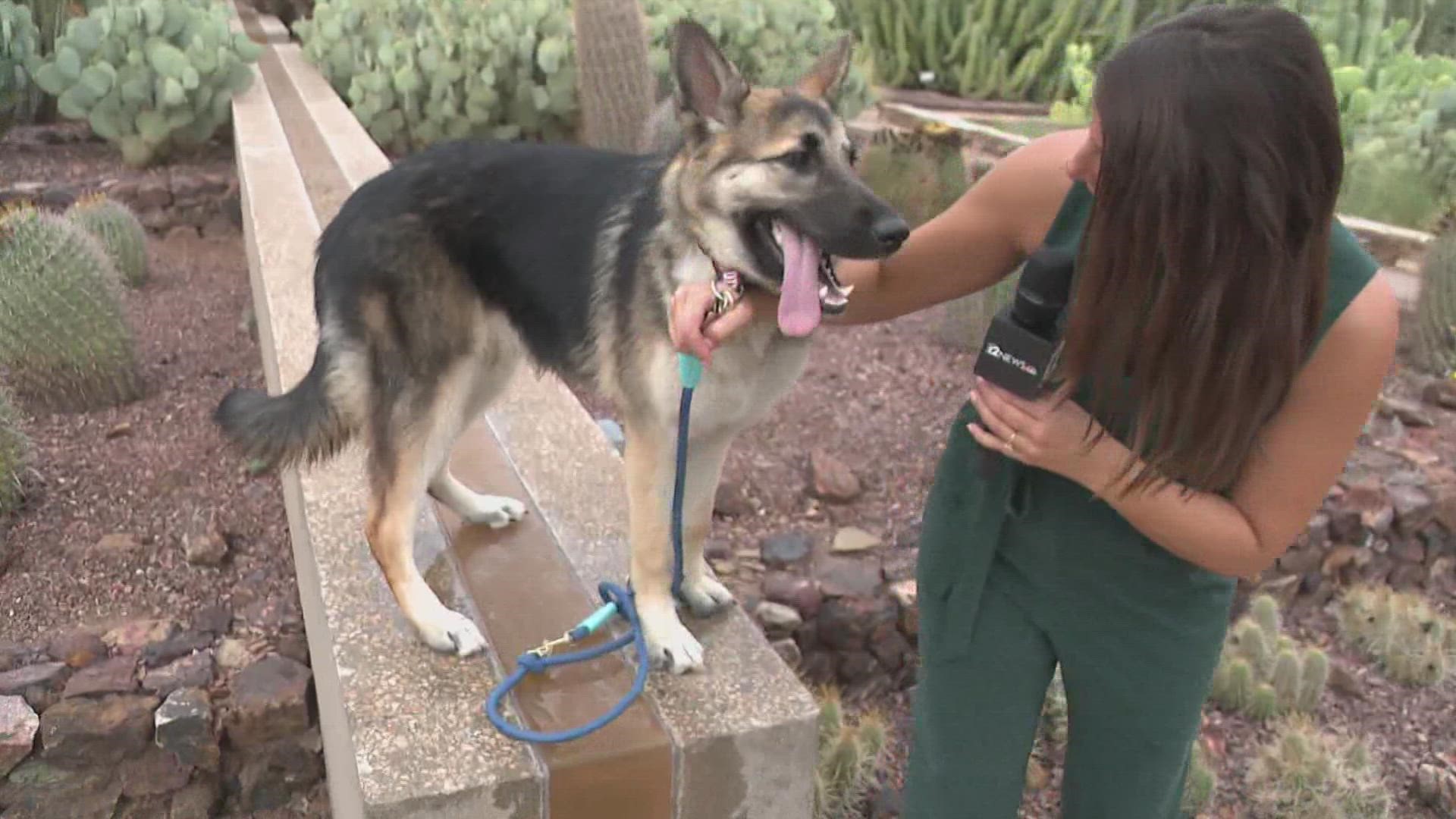 If you're looking for something to do in the Phoenix area, here's how to participate in "Dogs Day in the Garden" at the Desert Botanical Garden.
