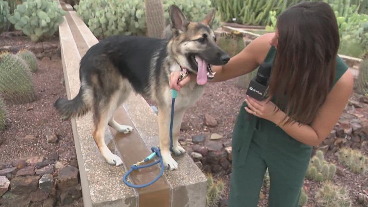 How to participate in 'Dogs Day in the Garden' at the Desert Botanical Garden