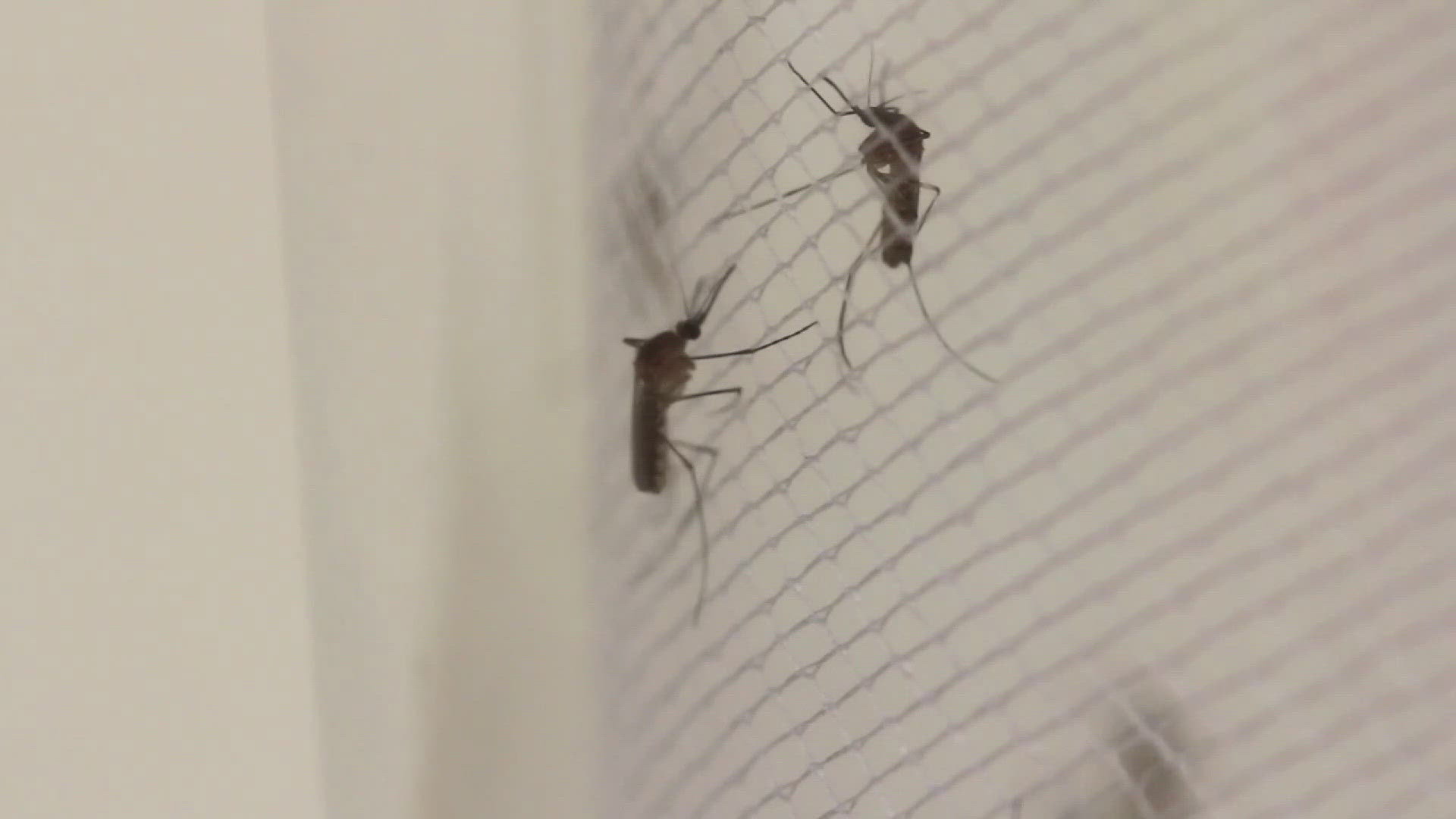 The recent rainfall this June brought an increase in mosquito activity in the Valley. Chase Golightly has more.