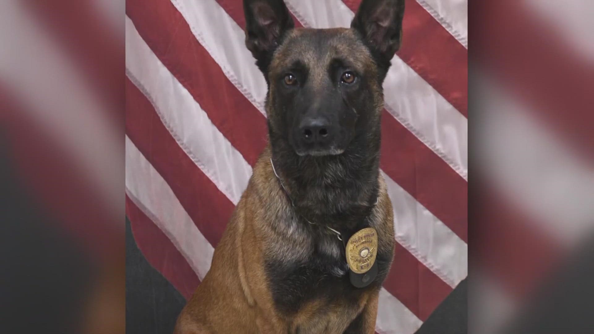 A missing K-9 named Rico sparked an inter-department search Monday morning as authorities cautioned that the dog may have been dangerous.