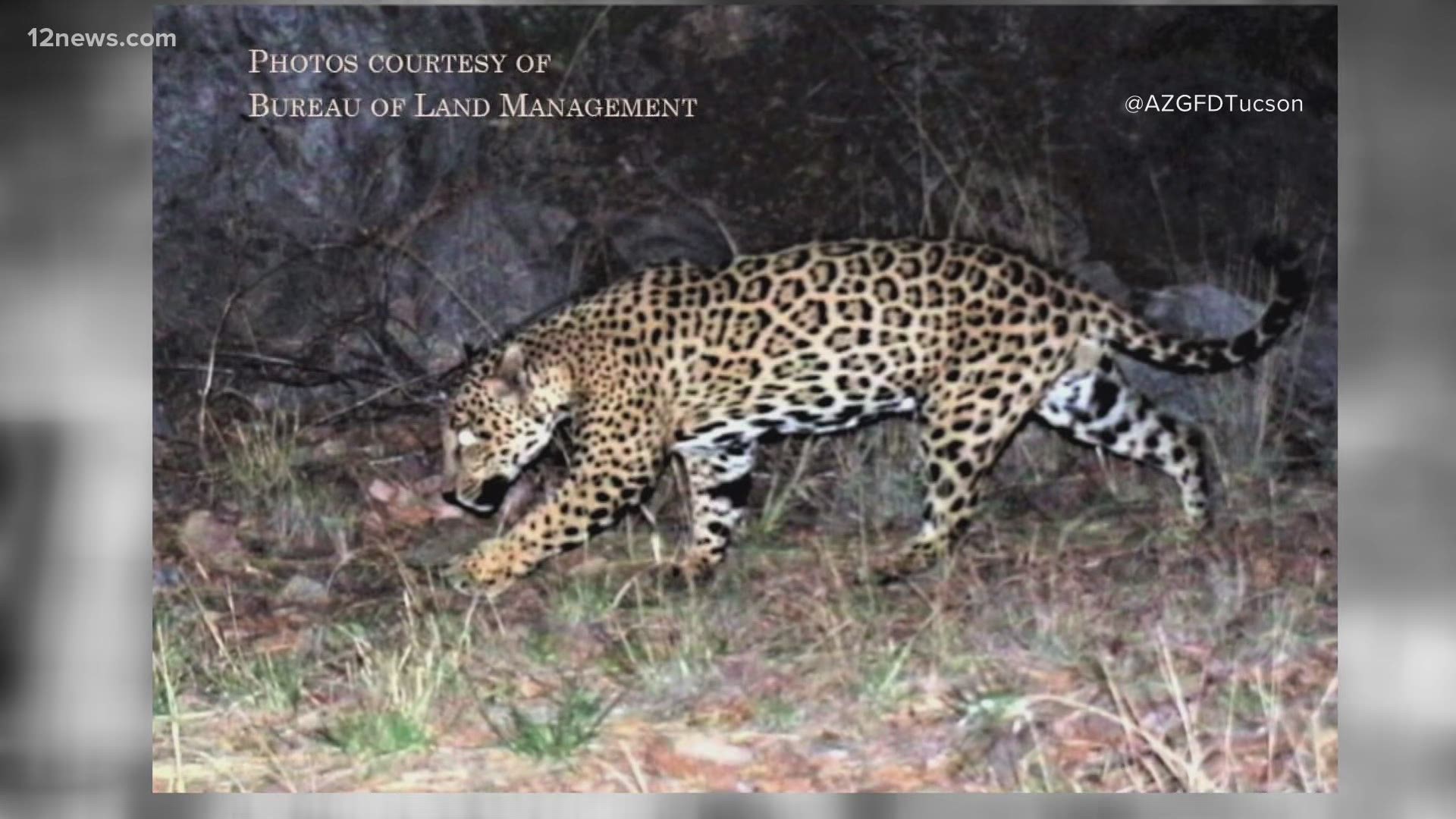 Arizona Game and Fish Dept. tracking jaguar and ocelot in southern part of  the state