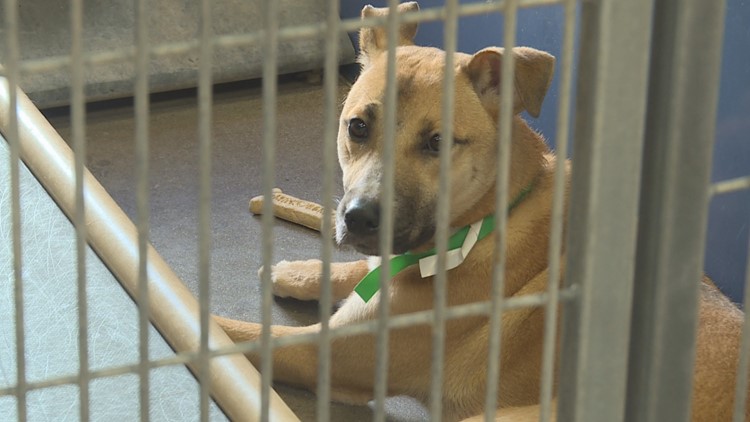 Looking to adopt a pet? Maricopa County animal shelters say now is perfect time as shelters reach capacity