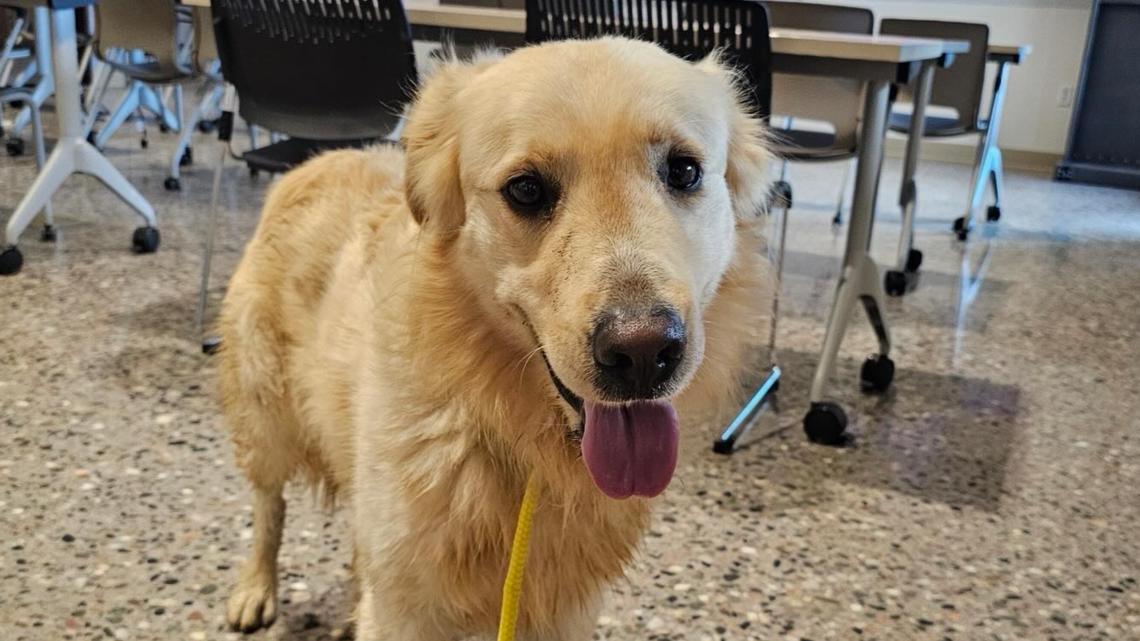 Do you know this dog? Buckeye firefighters are trying to find the pup's family.