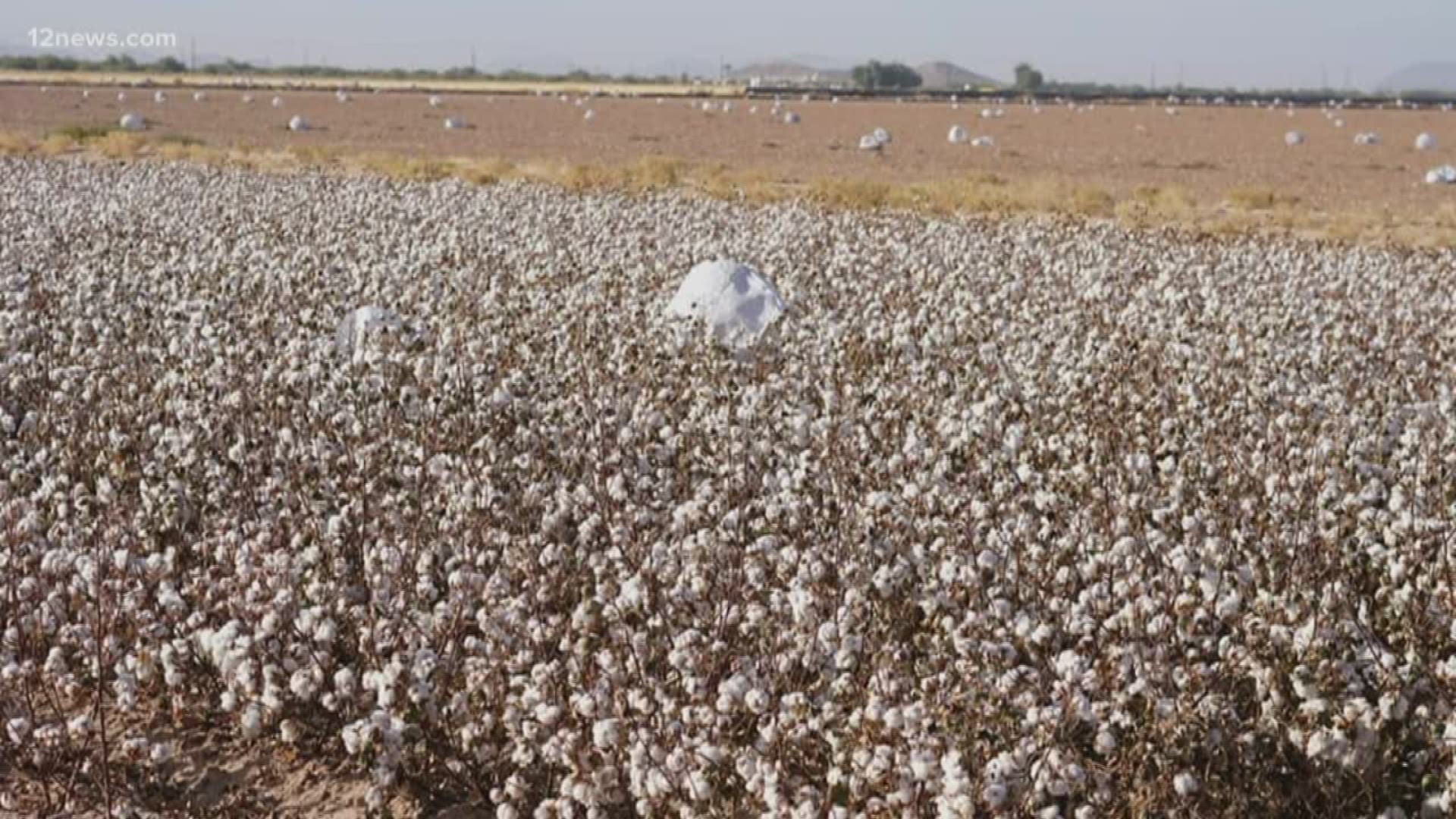 A farmer near the Pinal County fairgrounds says she is fed up with lanterns flying into her fields. The flaming lanterns posed a danger to her cotton fields.