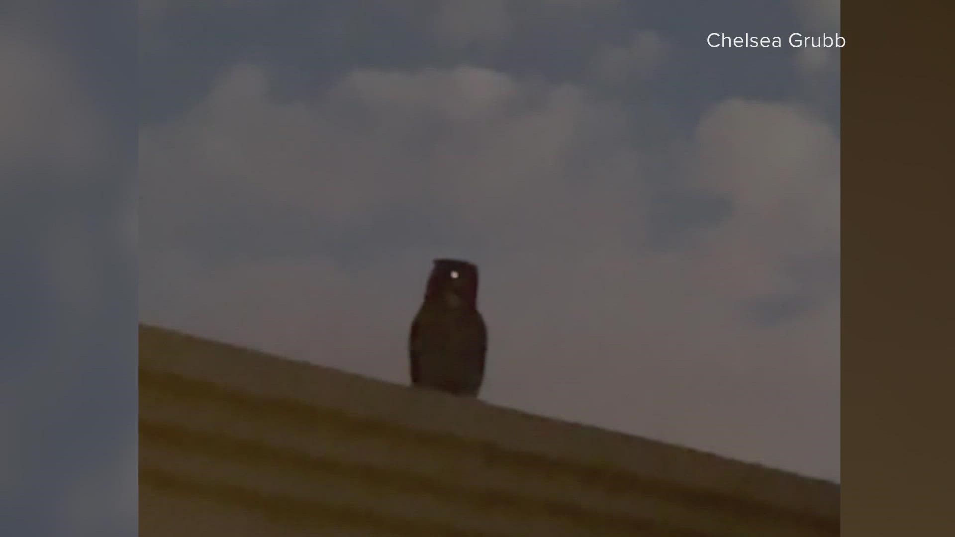 The Scottsdale woman was on a walk when they encountered the owl perched on a tree. The owl flew toward them trying to get her dog.