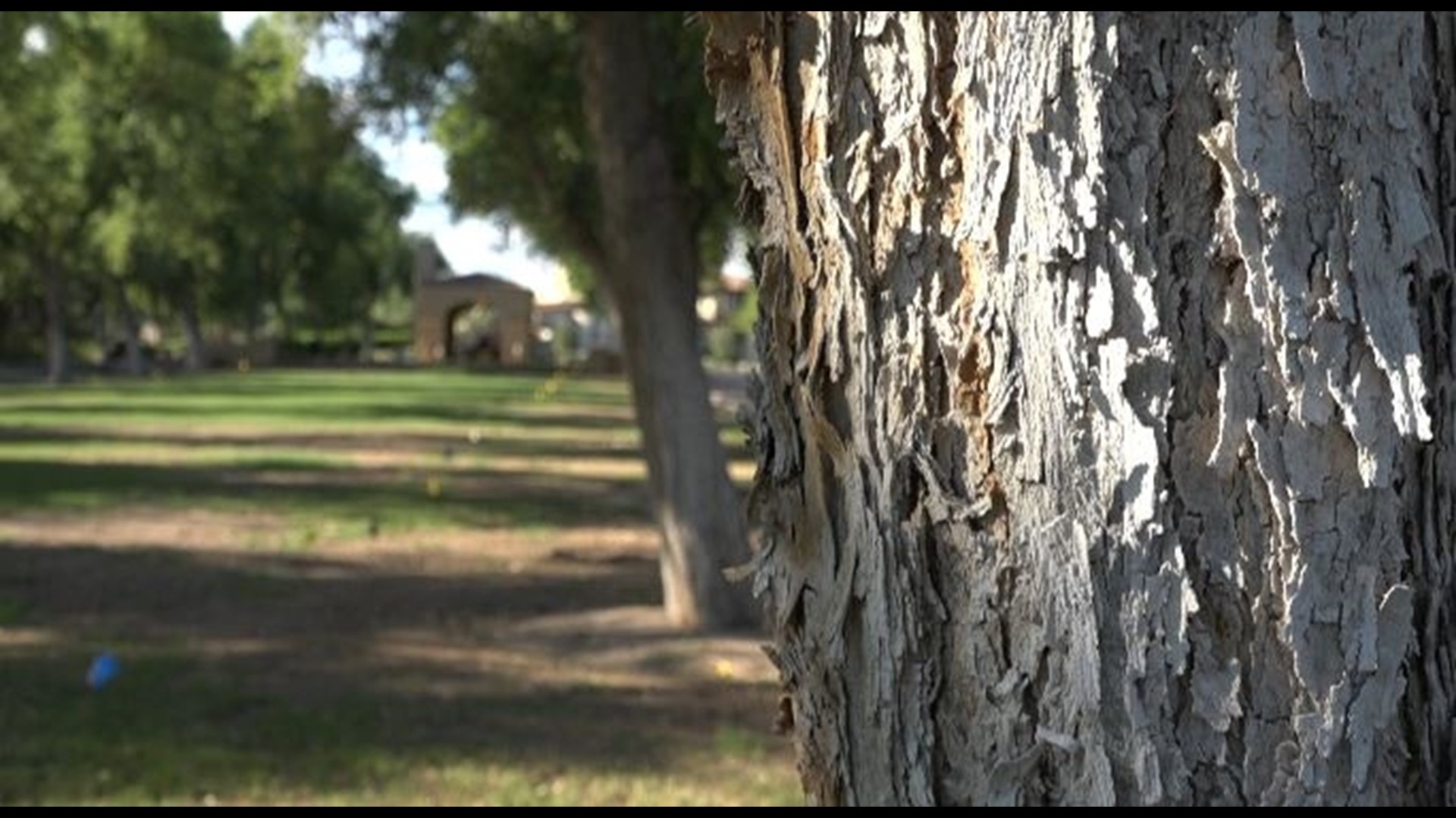 A Valley community is in a fight with their HOA to protect hundreds of trees in their neighborhood from getting chopped down.