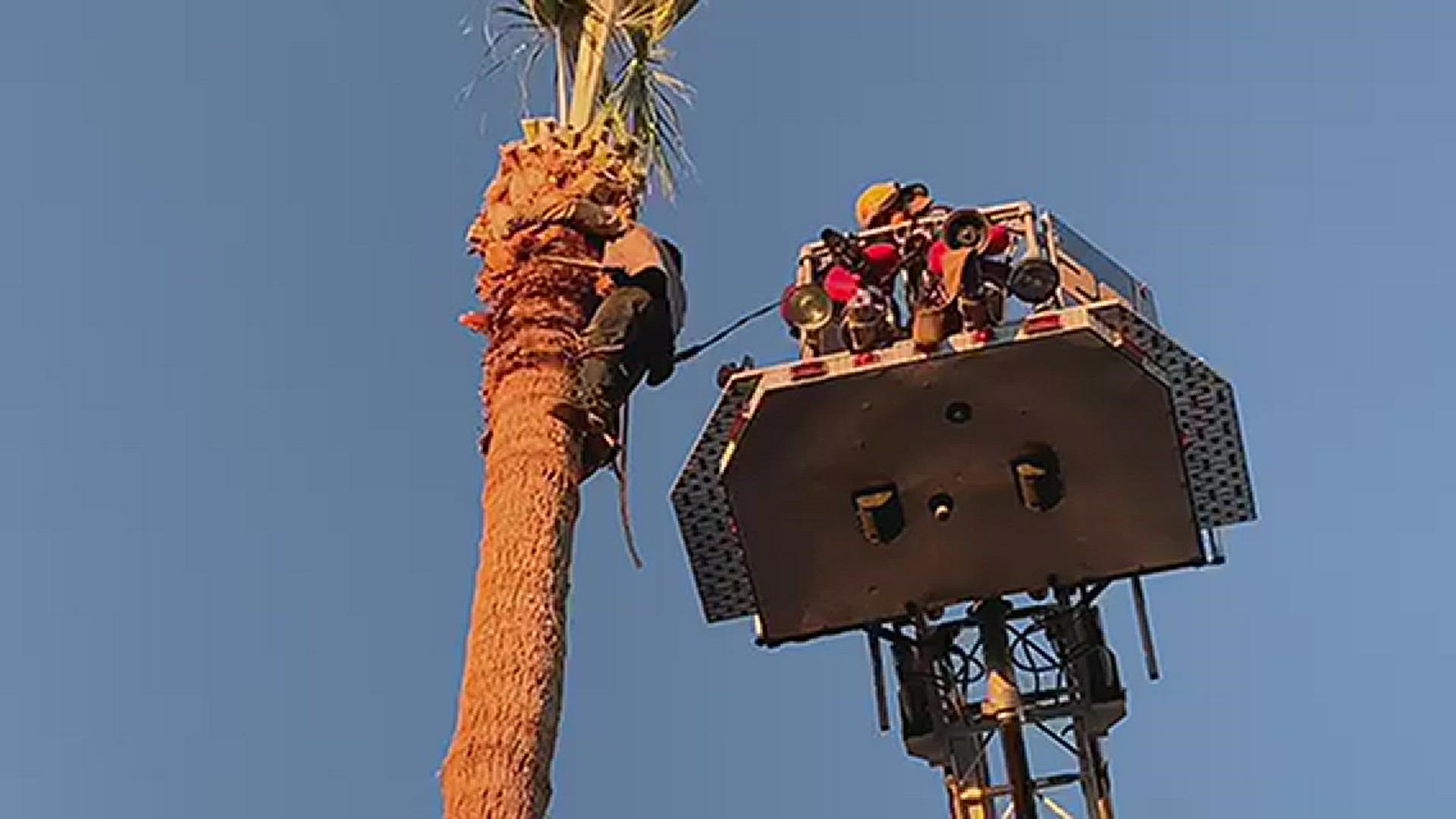 The Phoenix Fire Department sent out its Ladder 26 crew who used the bucket of the ladder truck to rescue the climber.