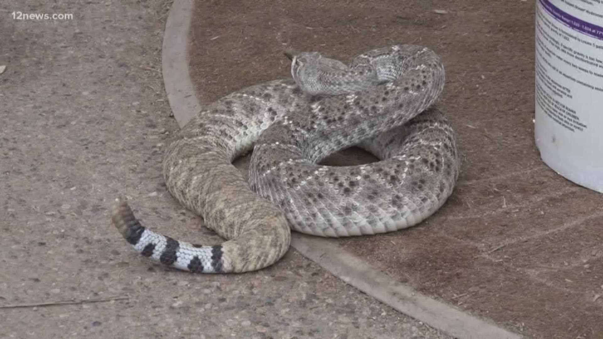 We asked an expert what you should do while you wait for first responders if a rattlesnake bites you.