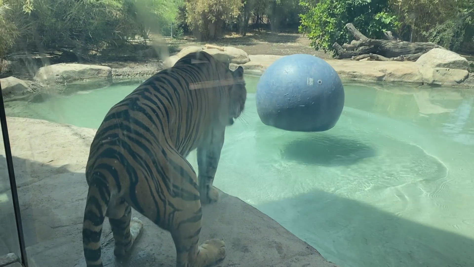 Is the video AI, real or something else?
