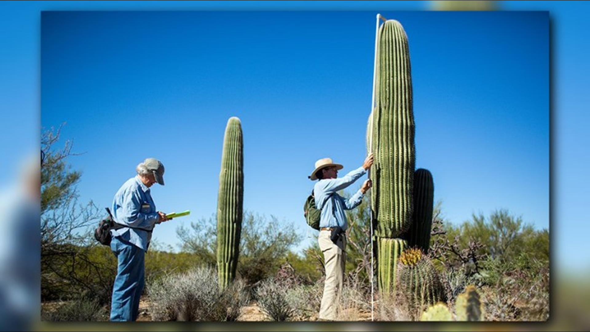 Rising temperatures and drought have contributed to a decline in the establishment of young saguaros in Saguaro National Park in southern Arizona.