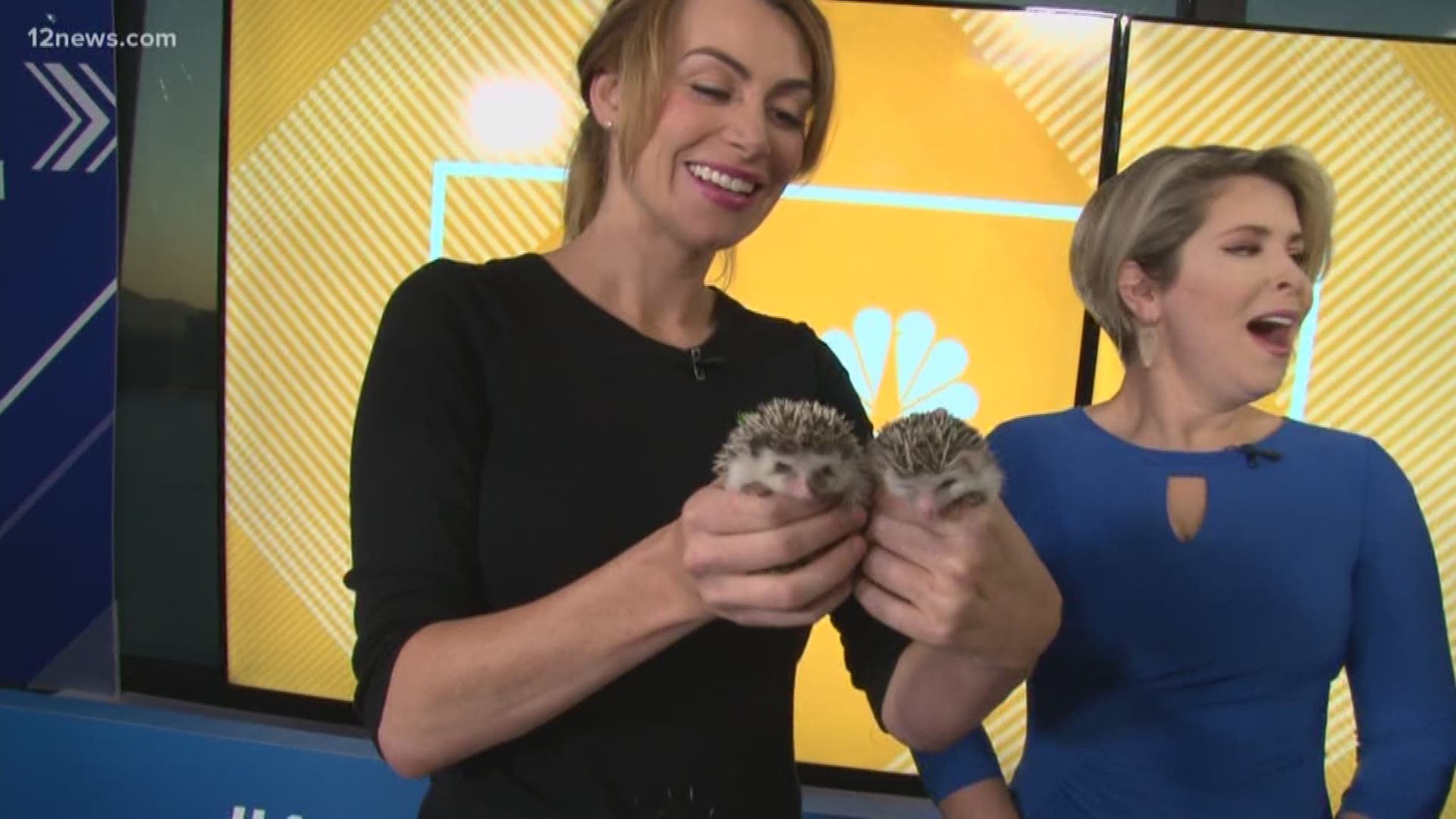 Two of Wildlife World Zoo's African pygmy hedgehogs, Harley Quill and Poker, are ambassadors for their species.