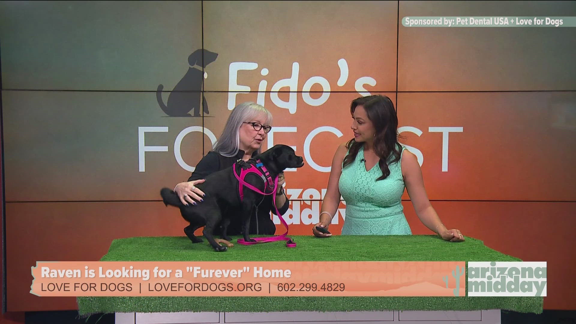 Love for Dogs Pet Rescue brought in Raven to help find a “furever” home and to help Krystle with this weekend’s Fido’s Forecast.