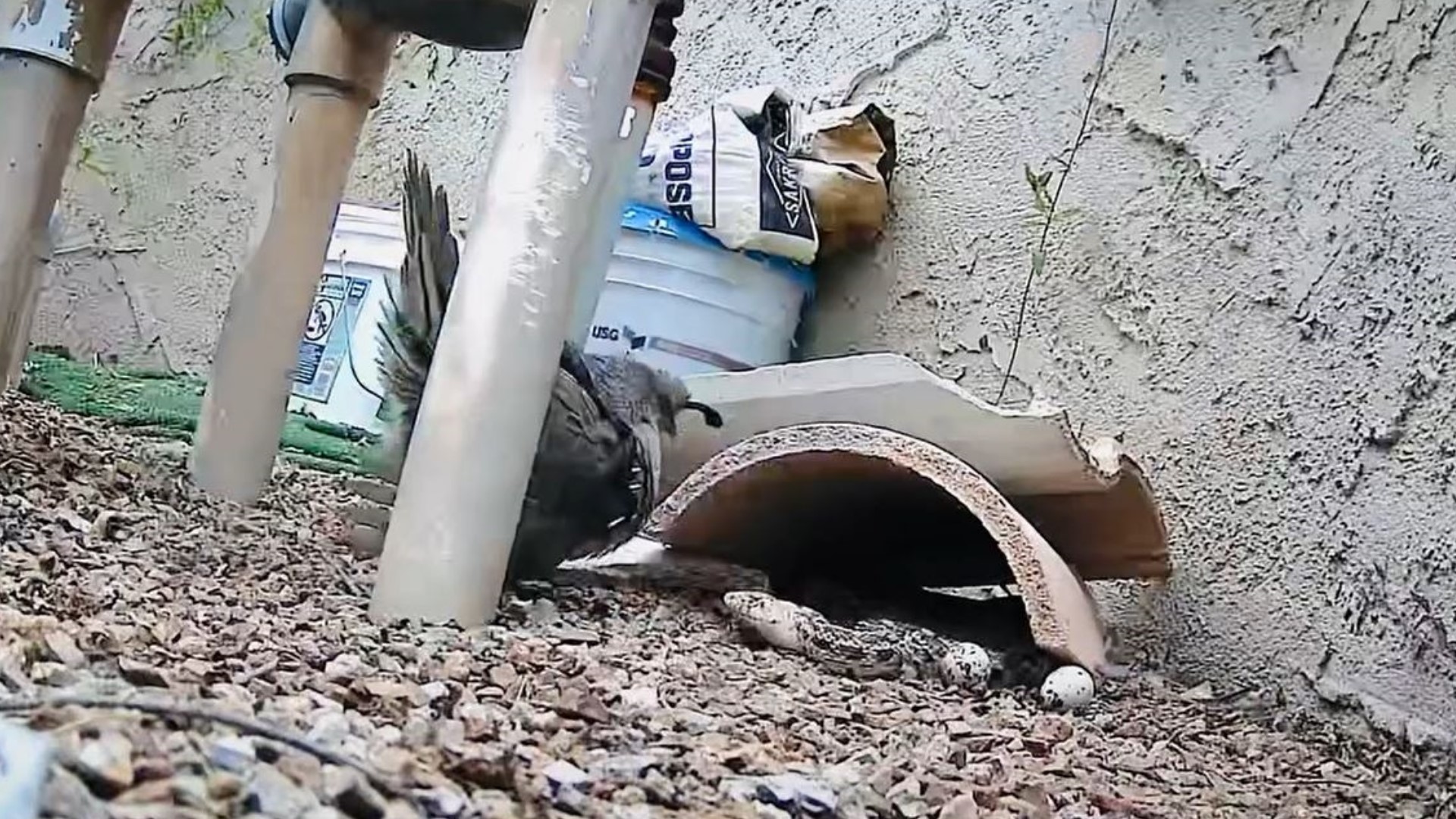 Snapshot of Pre-Killed Quail Feeding For King Snakes