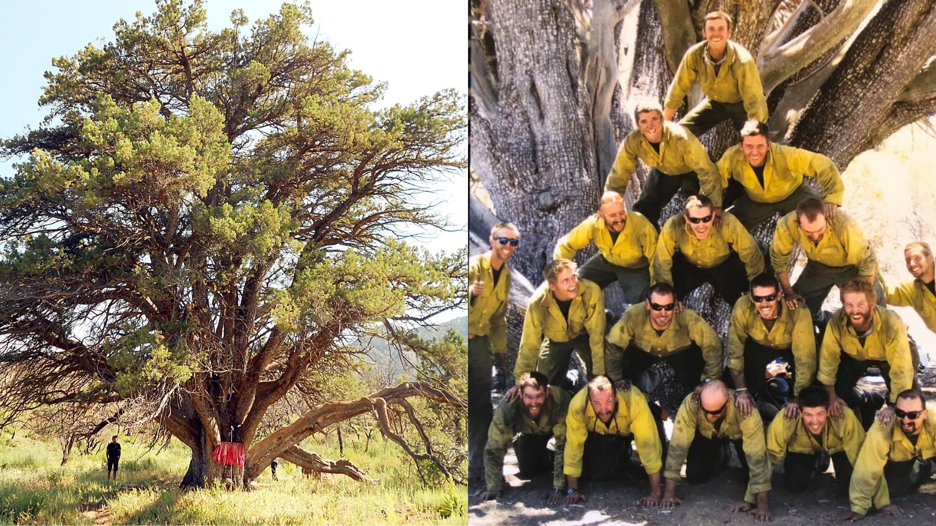 Folklore and researchers disagree on how many thousands of years the iconic Alligator juniper has lived, but the argument doesn't affect the tree's place in history.