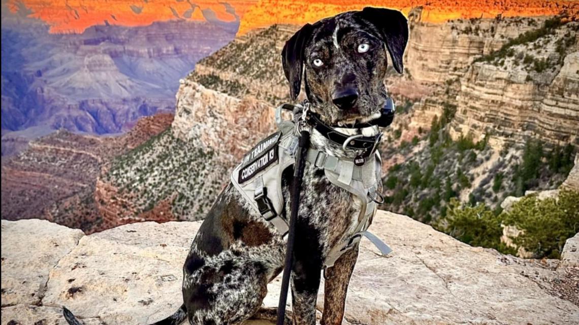 Elk and bighorn sheep have apparently become a safety hazard in the Grand Canyon's developed areas, and park officials are using a dog to keep them out.