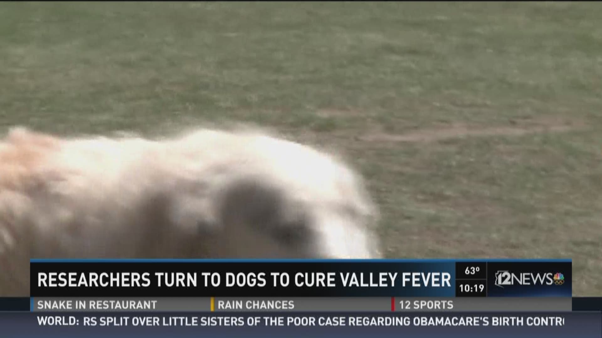 is valley fever curable in dogs