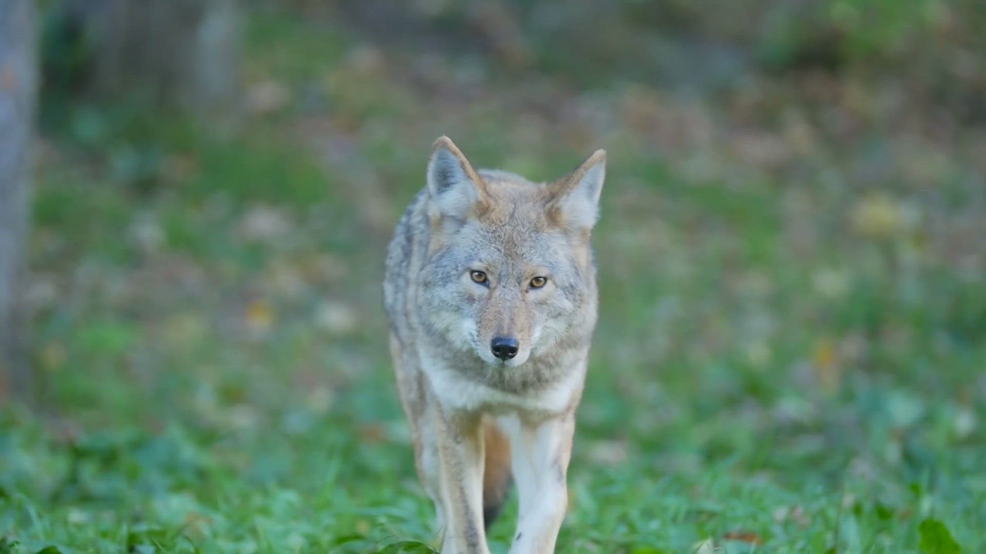Two children have been injured in Scottsdale by what AZGFD believes to be the same coyote.