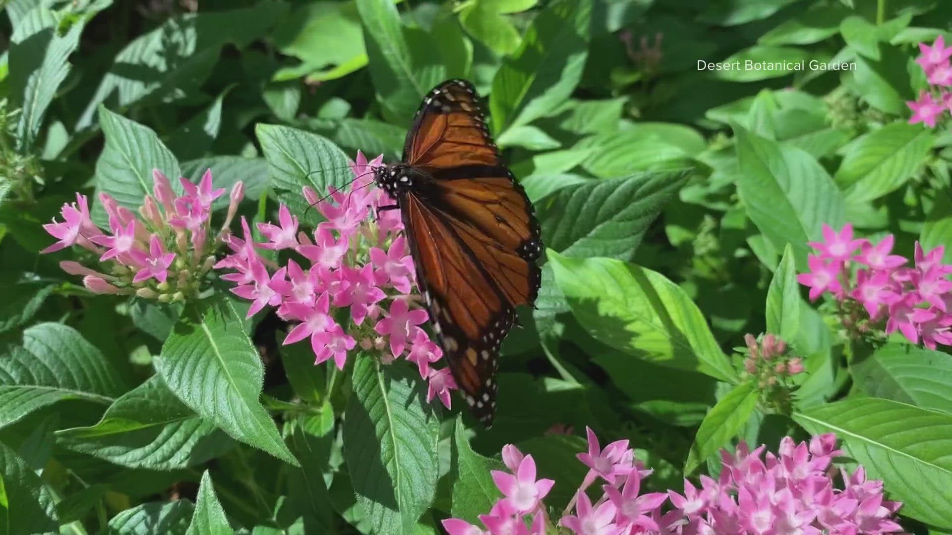 Experts with the Desert Botanical Garden are working on a project to learn more about the Monarch butterfly and its impact on the environment.