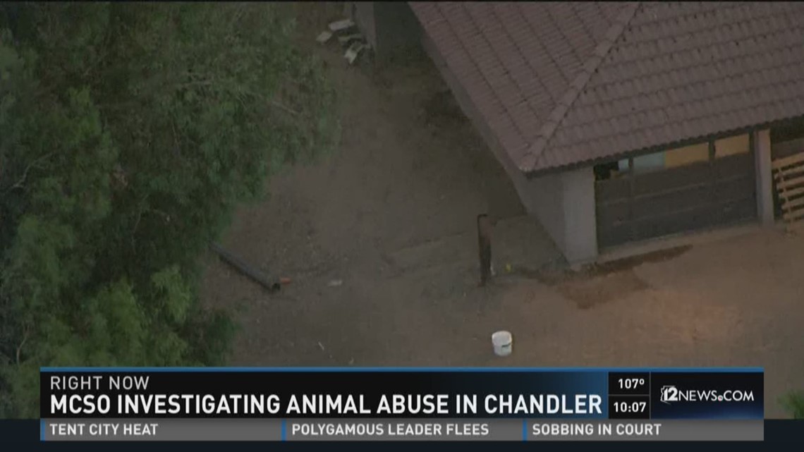 MCSO Investigating Animal Abuse In Chandler | 12news.com