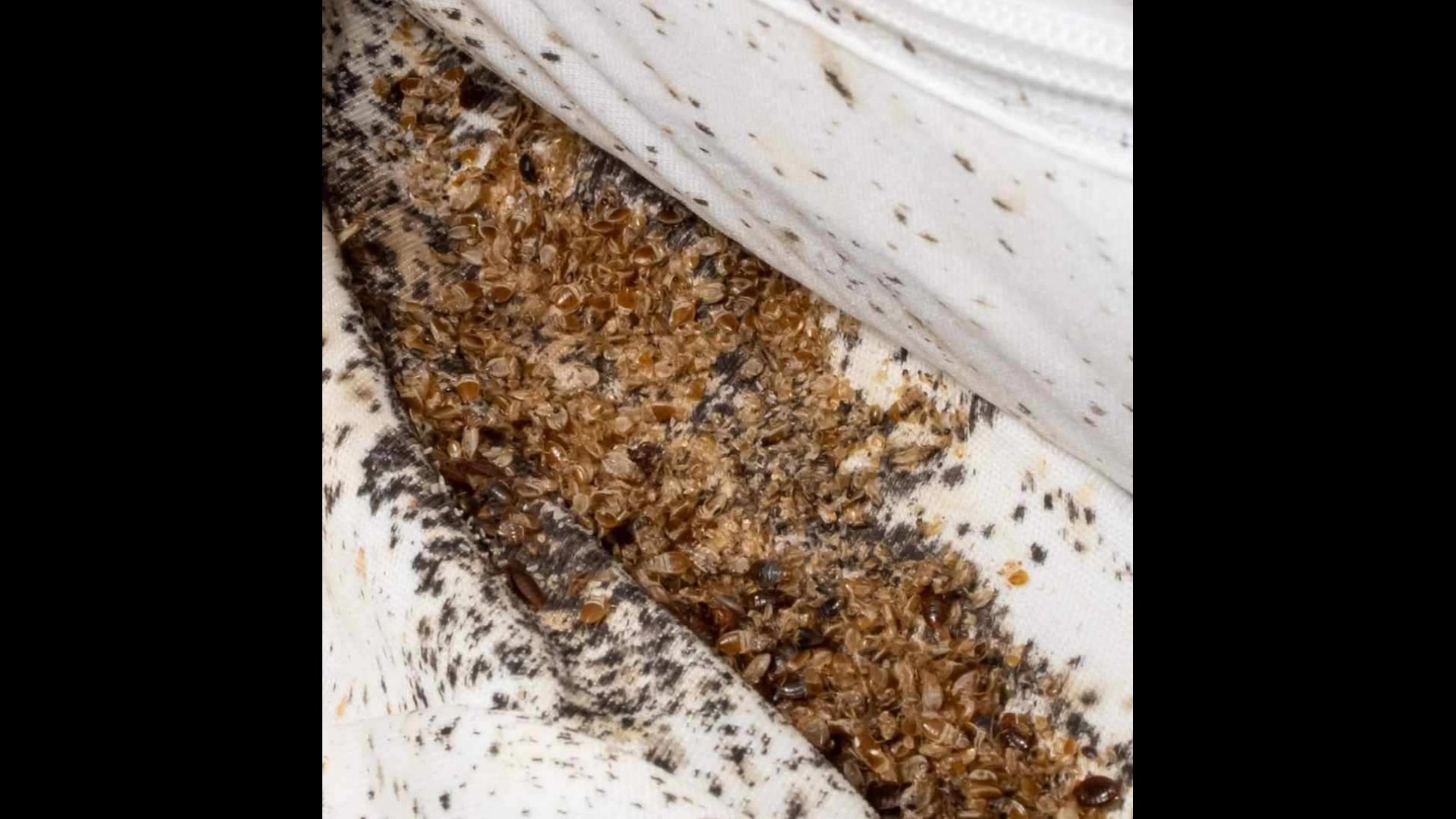 Thousands of bed bugs found in Arizona infestations