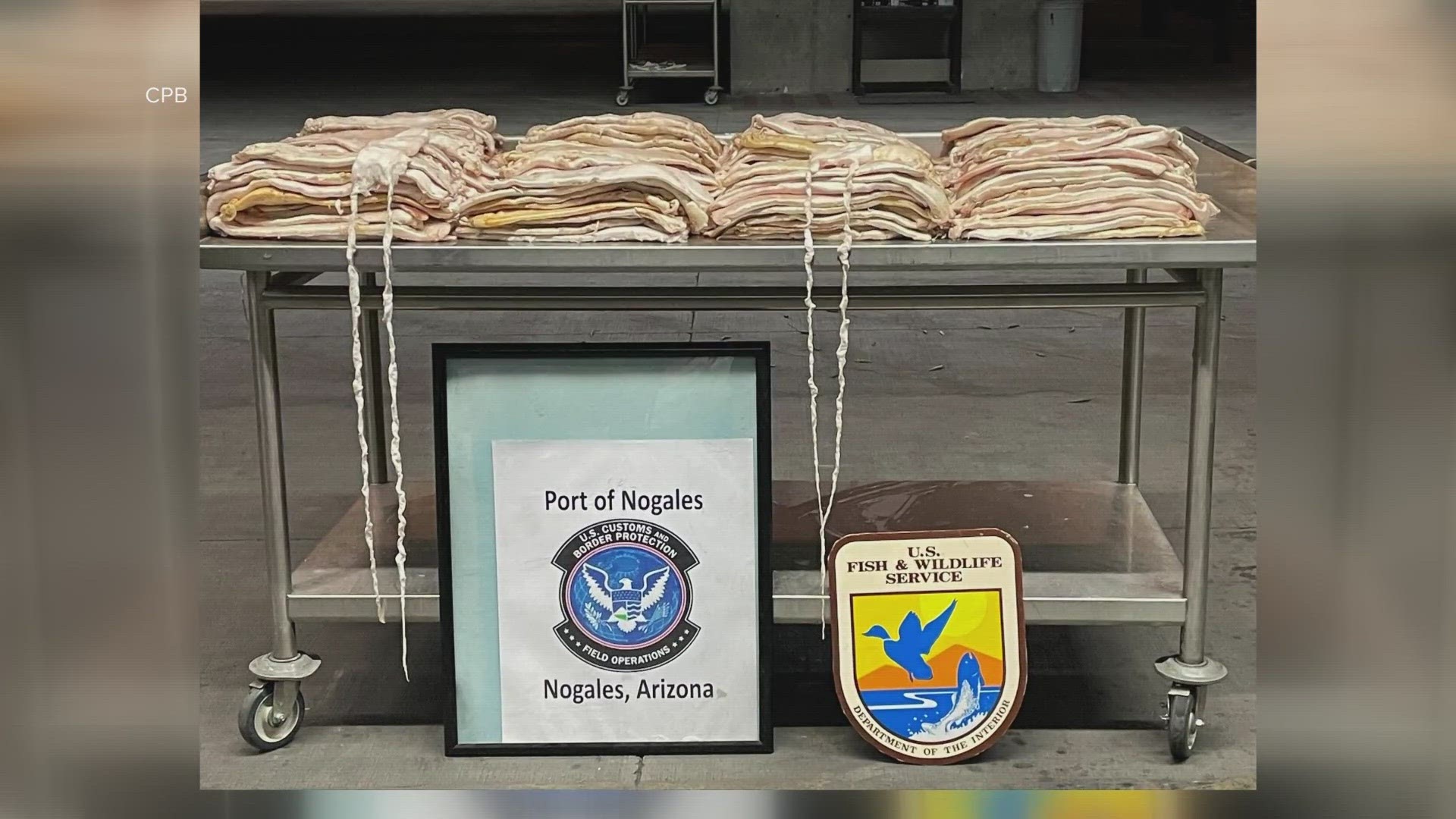 CBP officials said the 270 swim bladders seized in Nogales is the largest seizure of this kind in Arizona.