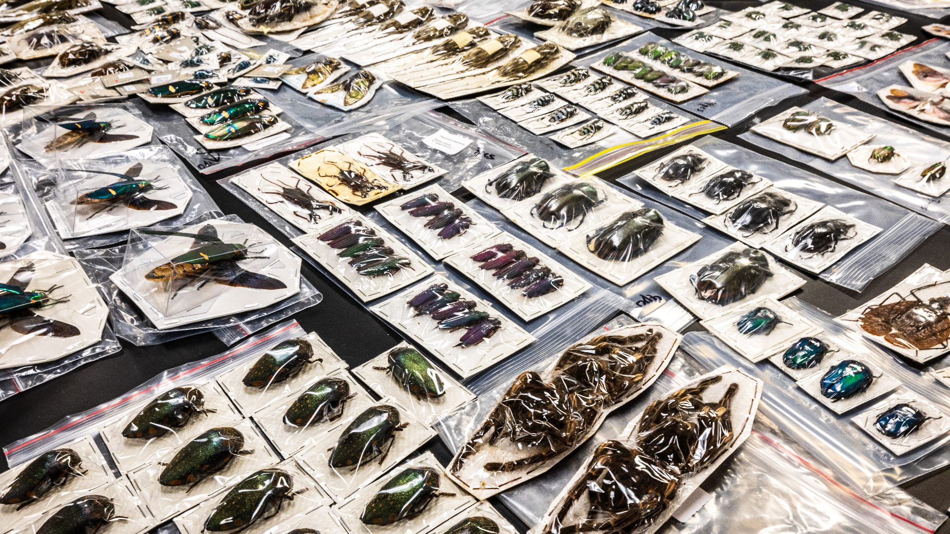 ASU professor cracks open the world of illegal bug smuggling | 12news.com