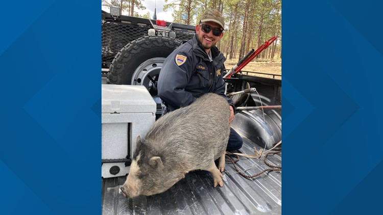 Using leftover hash browns and half a waffle, wildlife managers return potbelly pig to family who lost everything in Tunnel Fire