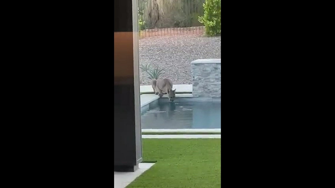 Cougar on pool part 2 | 12news.com