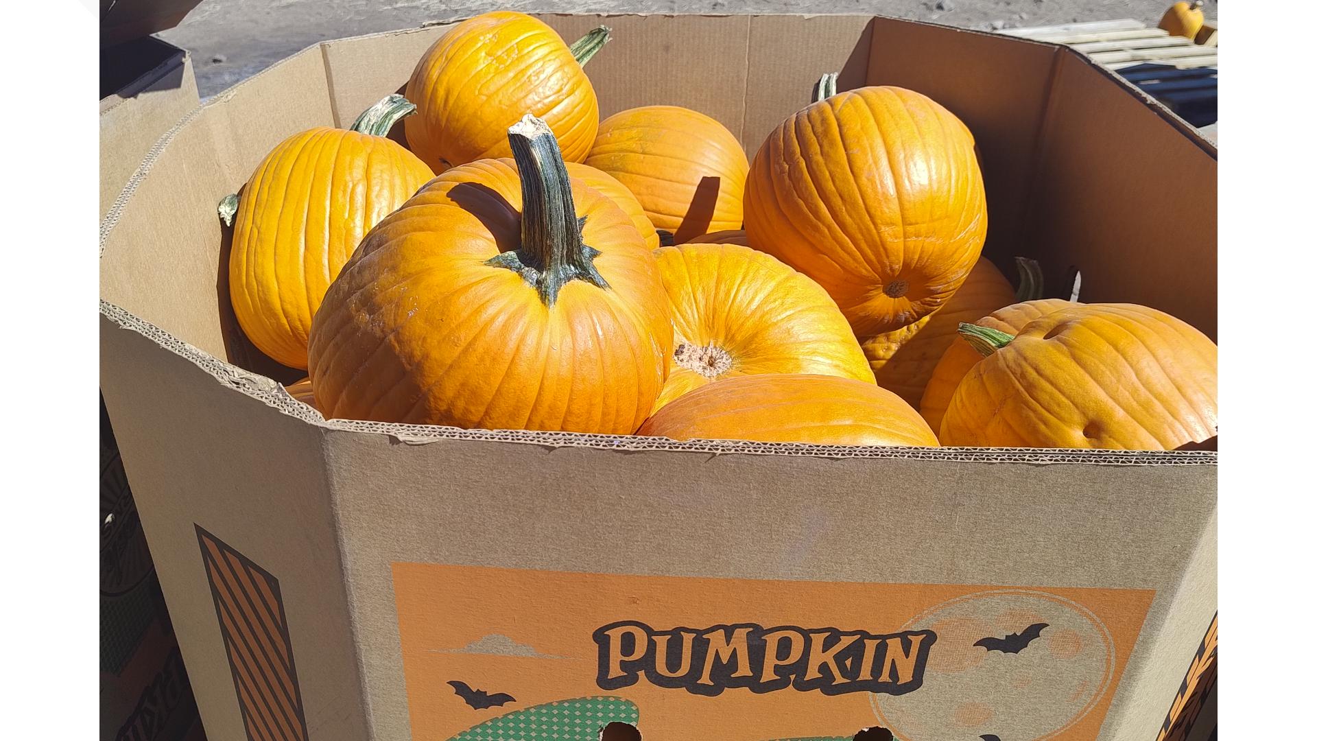 En un pueblo con menos de dos mil habitantes al norte de Sonora, es donde se cultivan algunas de las populares calabazas relacionadas con Halloween.