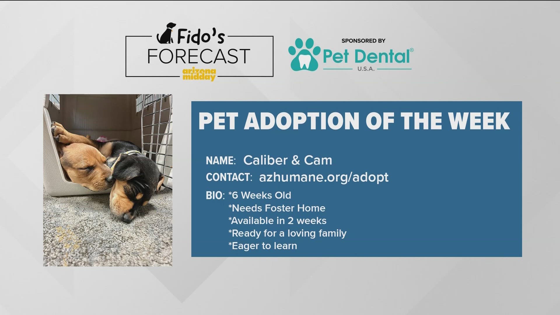 Arizona Humane Society brought 6 week old puppies Cam & Caliber to find their furever home! The sleepy puppies also helped with this weekend's Fido's Forecast.