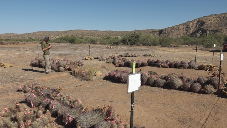 Saving the saguaros: New rescue nursery aims to save iconic cacti damaged by wildfires