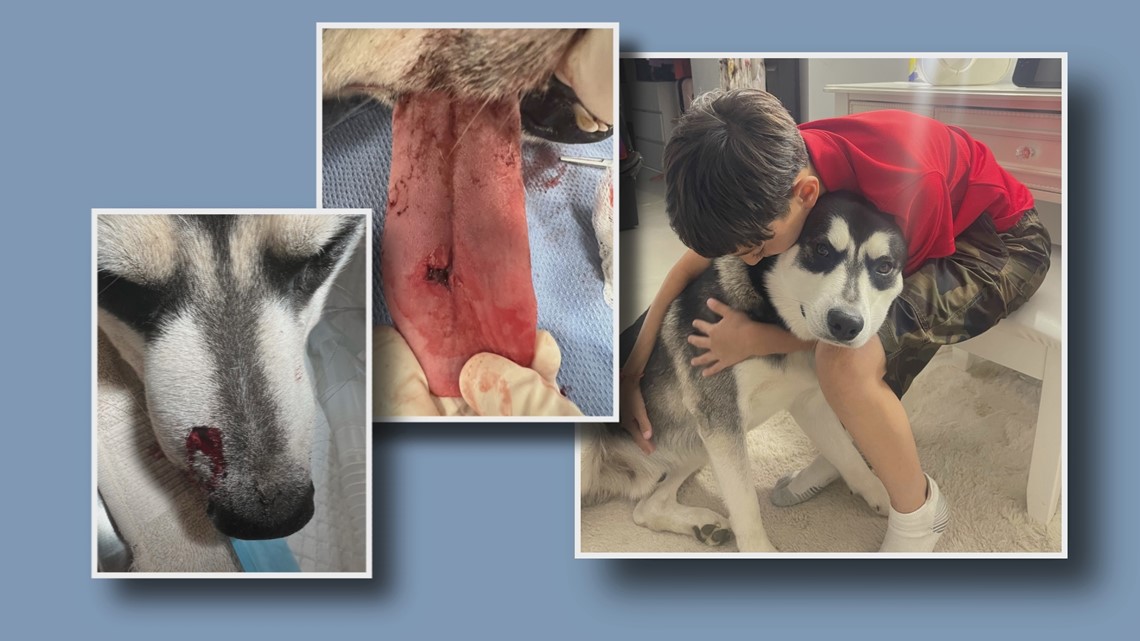 Phoenix man arrested after shooting neighbor’s dog in snout 1 News Media