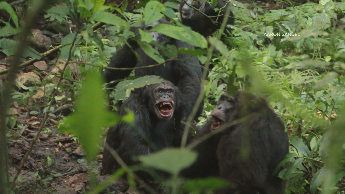 Chimp 'civil war' turns deadly in Uganda