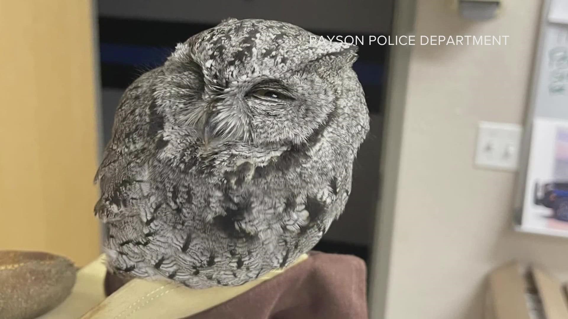 Officers in Payson discovered the owl during a traffic stop, where the driver was arrested on DUI and drug charges.