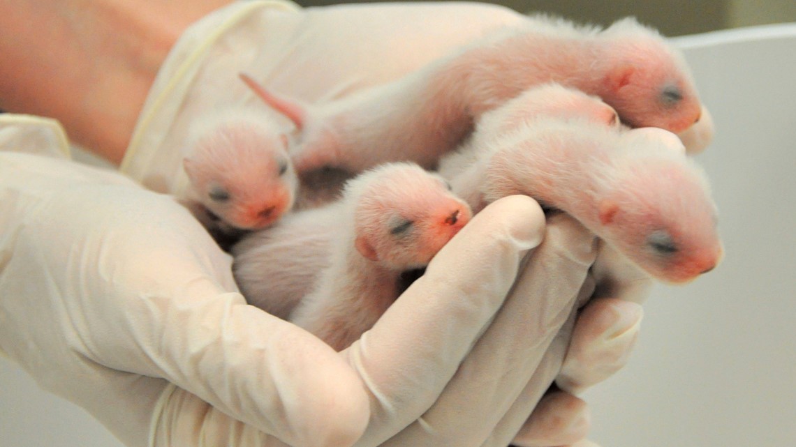 6 Endangered Black footed Ferrets Born At Phoenix Zoo 12news 6-endangered-black-footed-ferrets-born-at-phoenix-zoo-12news