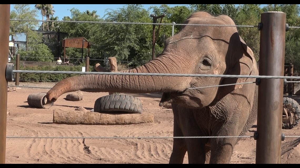 Keeping cool at the Phoenix Zoo 12news