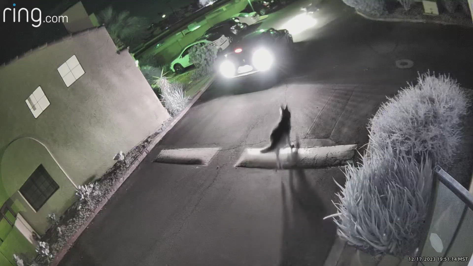 A Phoenix couple hired a dog sitter through a popular pet sitting app. Doorbell camera footage showed the dogs running in the street near cars and a lack of care.