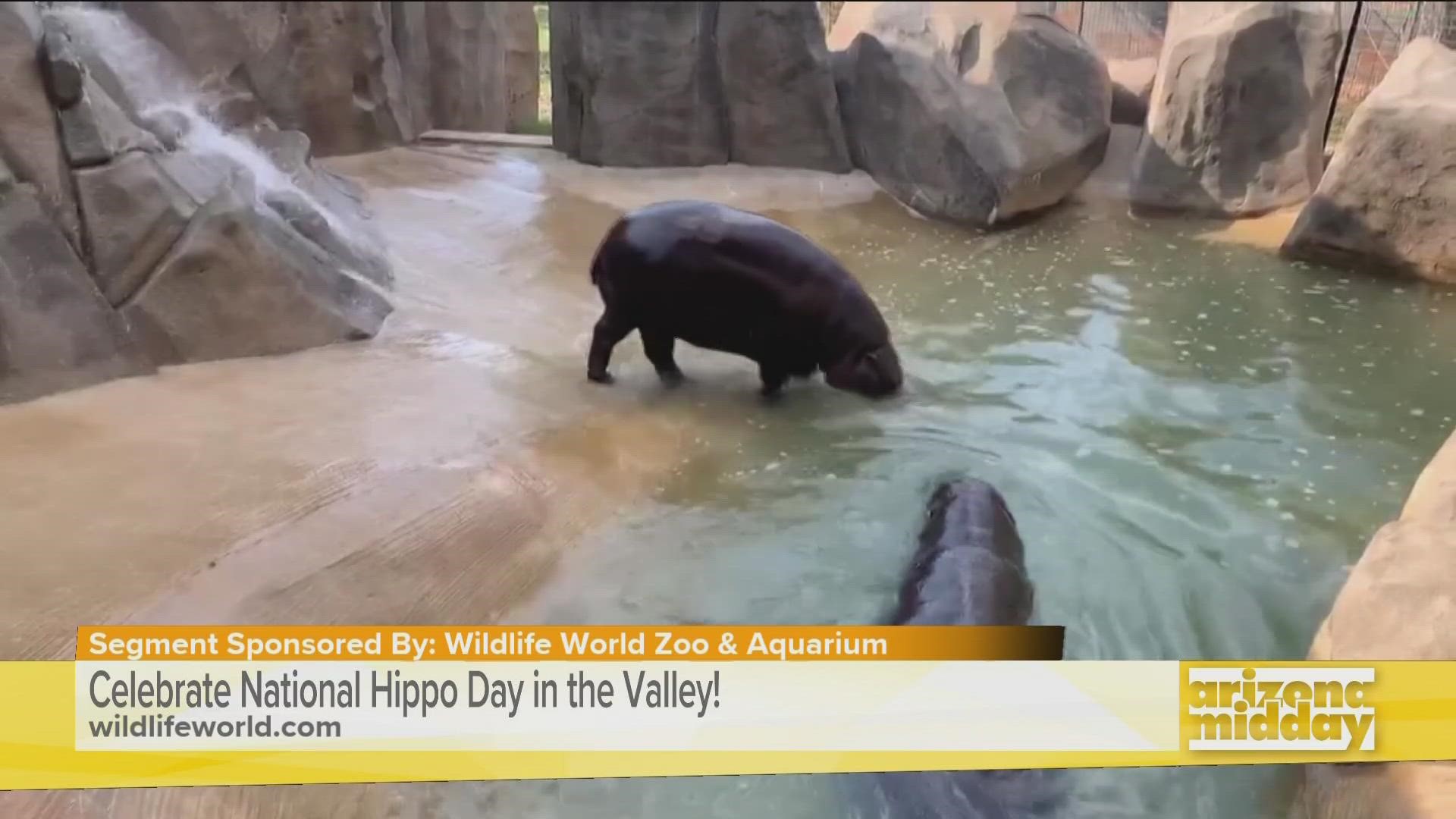 Danielle Hinderliter introduces us to endangered pygmy hippo Bubbles! She is the first of her kind born in Arizona.