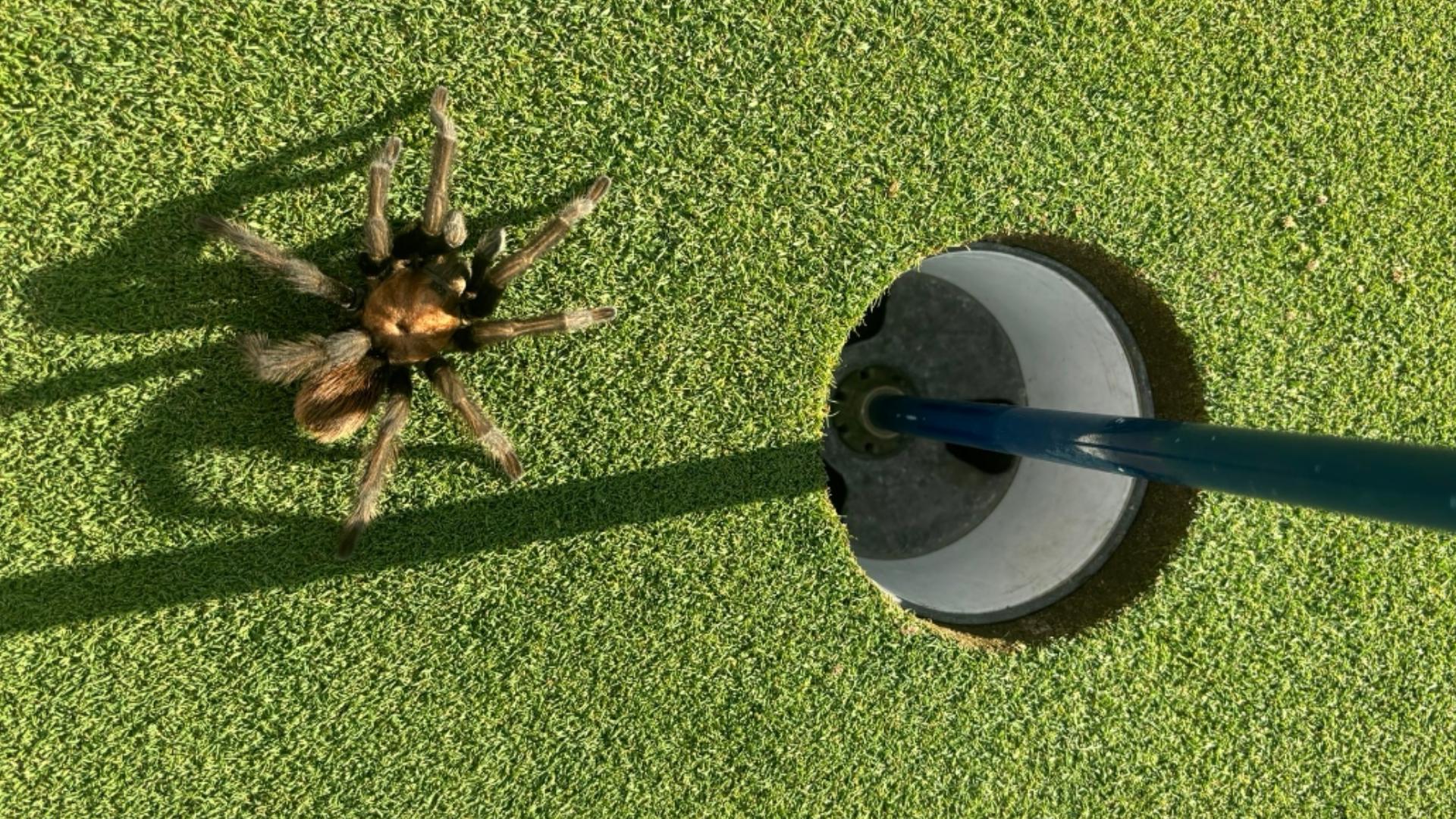 Tarantula found hiding in cup on golf course in Sedona | 12news.com