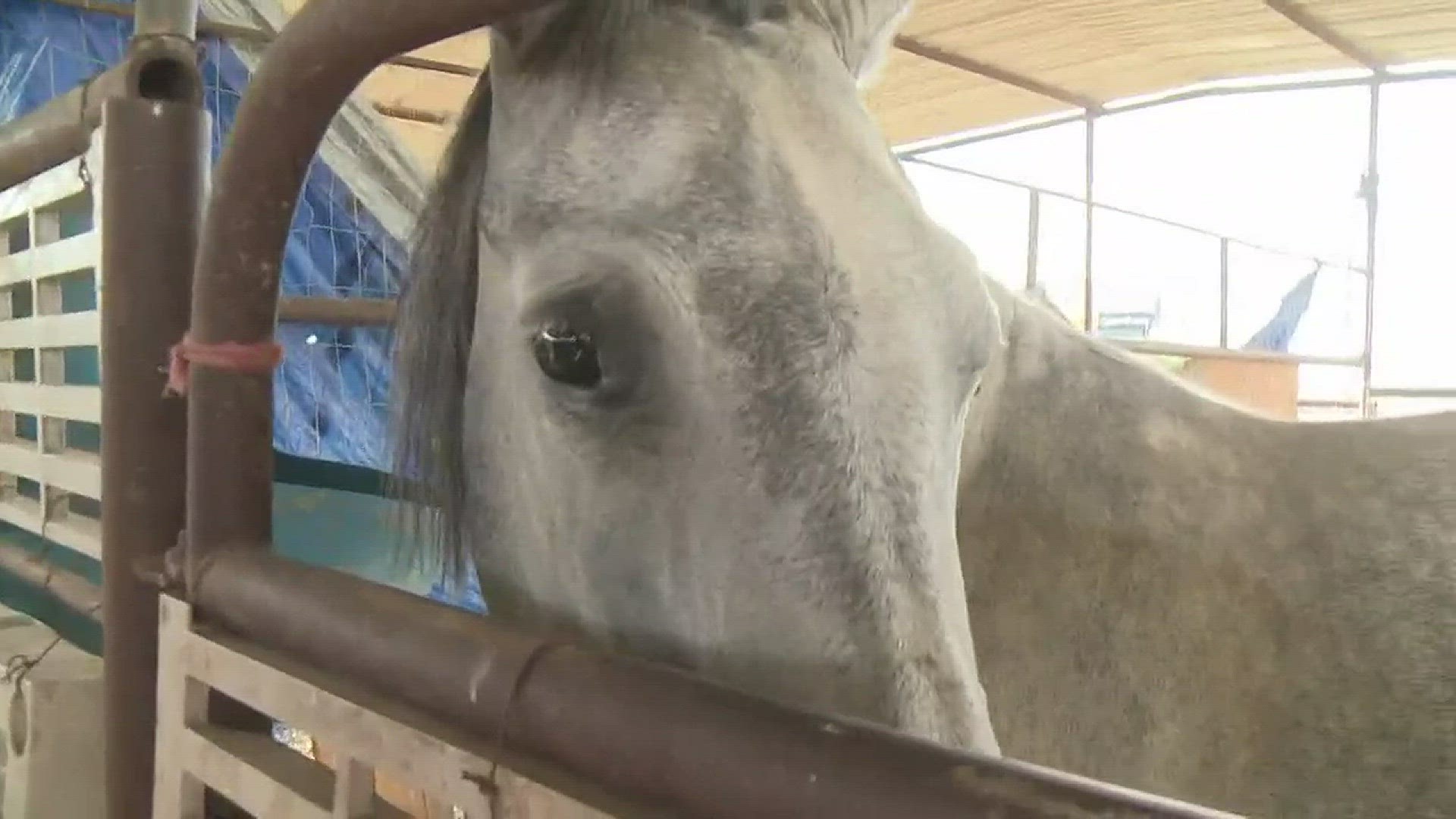 The horse owners recount terrifying moments of the three suspects shooting at them, hitting two of their horses in Laveen.