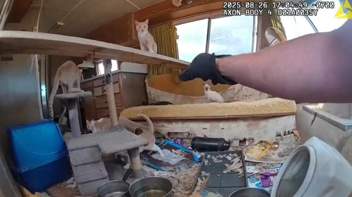 調査中のモハーブ郡動物虐待事件